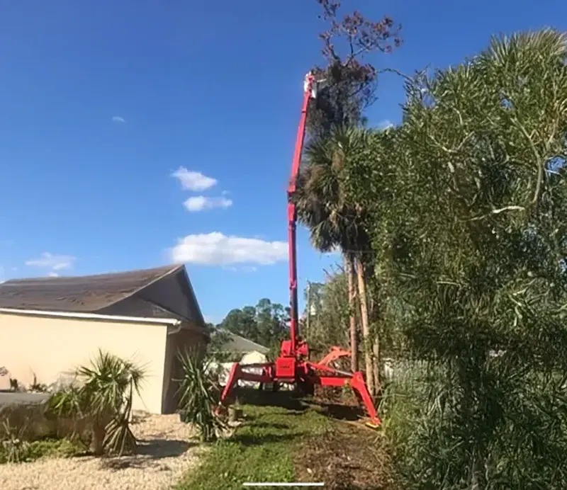Crane tree work