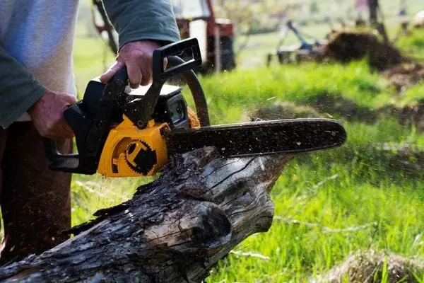 Tree trimming and pruning